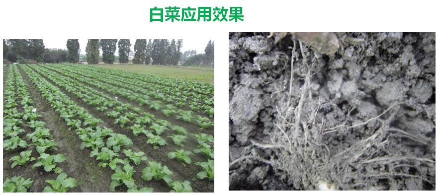 氨基寡糖素 - 植物的免疫衛(wèi)士，根結(jié)線蟲的克星