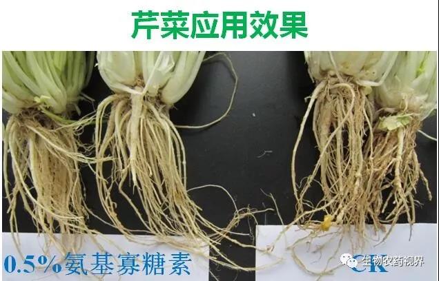 氨基寡糖素 - 植物的免疫衛(wèi)士，根結(jié)線蟲的克星