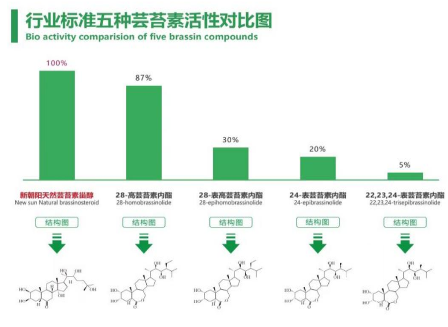 小麥拌種選新朝陽天然蕓苔素，讓小麥高產(chǎn)贏在起跑線上?。ㄐ←溤谑裁磿r候用蕓苔素效果最佳）