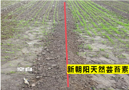 小麥拌種選新朝陽天然蕓苔素，讓小麥高產(chǎn)贏在起跑線上?。ㄐ←溤谑裁磿r候用蕓苔素效果最佳）