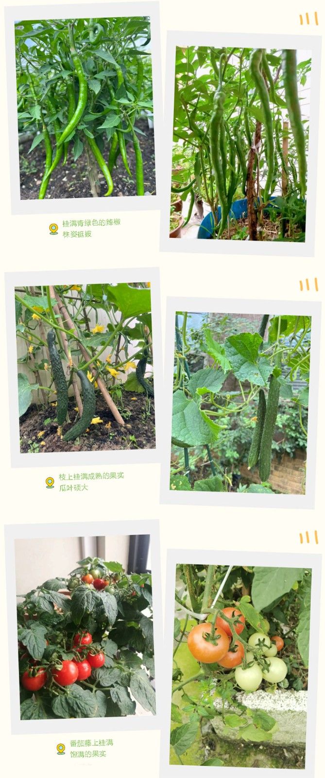 朝陽(yáng)農(nóng)藝師系列活動(dòng)